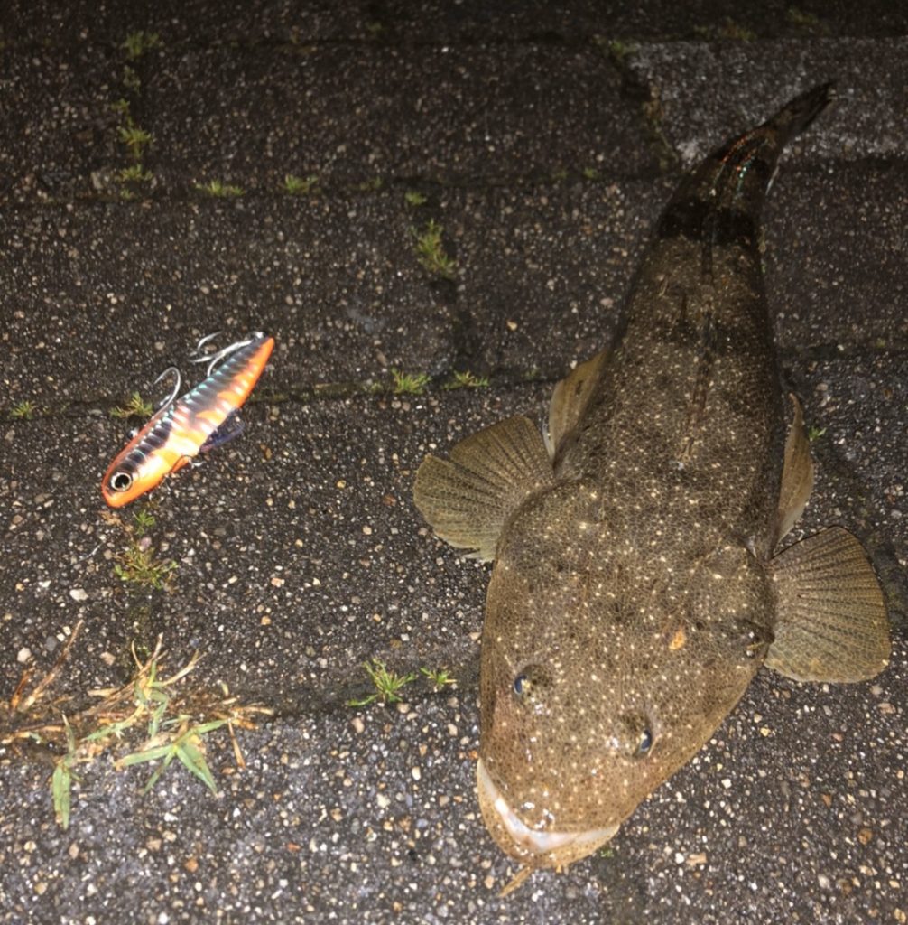 久しぶりのお魚さん 富山 釣り ブログ 釣れない家族の成長日誌