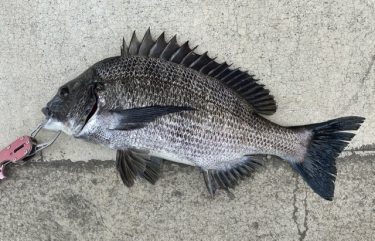 千葉の海とコウイカが釣りたい