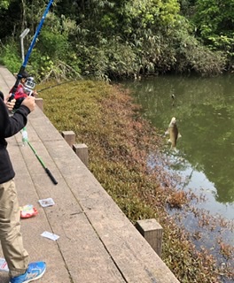 アオリイカ釣りたい、シーバス釣りたい、なんならブラックバス釣りたい