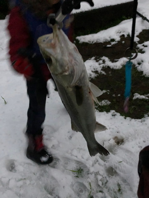 雪の中のシーバス釣り